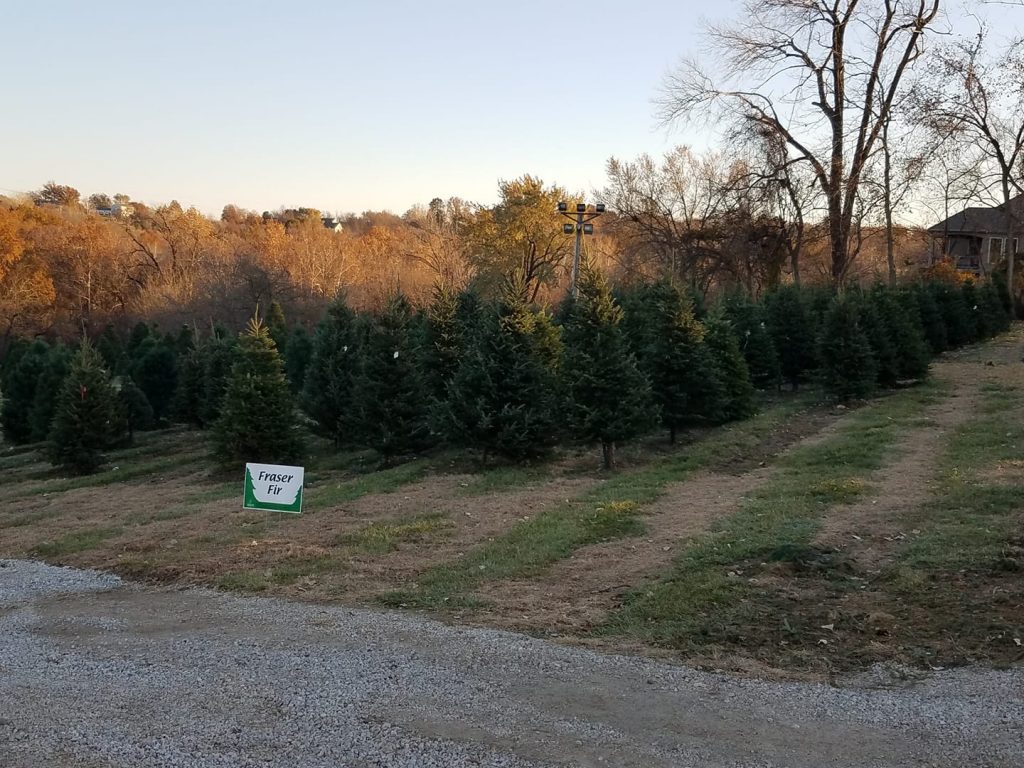 Biermans Christmas Tree Farm in Kansas City