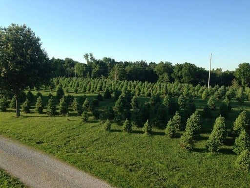 Fort Osage Christmas Tree Farm
