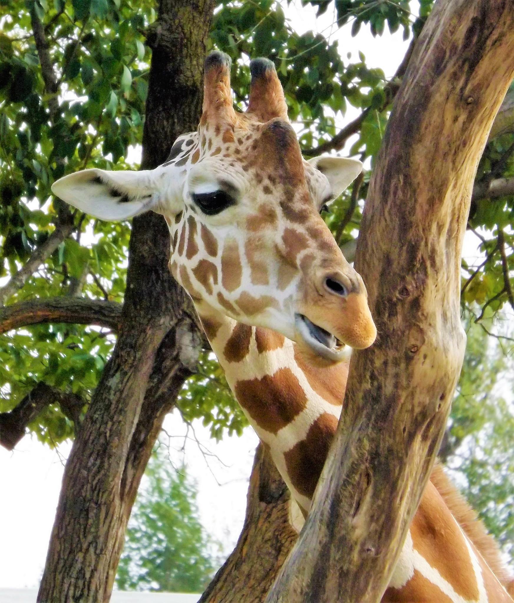 Topeka Zoo giraffe